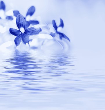 Blue orchid reflected in the water clipart