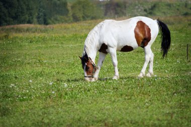 A sweet horse is eating grass clipart