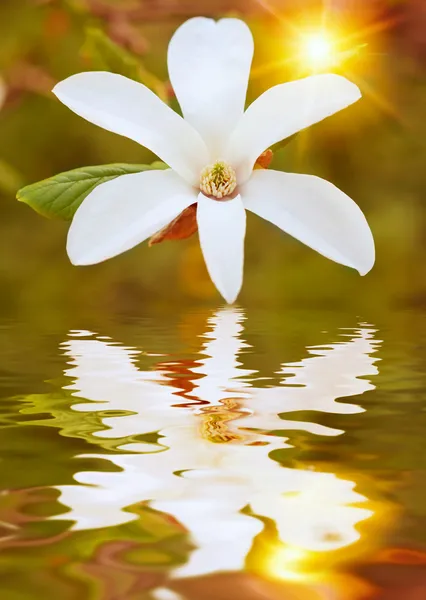 Blossom over vijver — Stockfoto