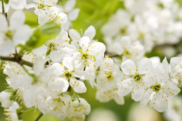 Albero dei fiori su sfondo naturale — Foto Stock