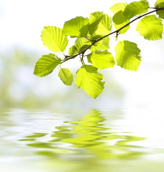 Folhas refletindo na água — Fotografia de Stock