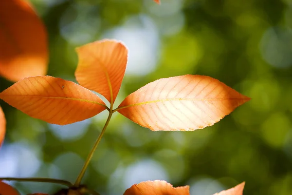 Frische Blätter, flacher Fokus — Stockfoto