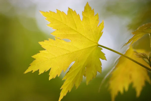 Свежие листья, неглубокий фокус — стоковое фото