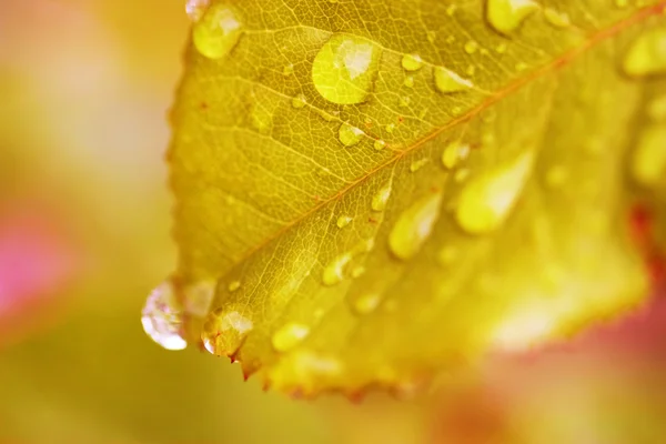Friss levelek, sekély fókusz — Stock Fotó