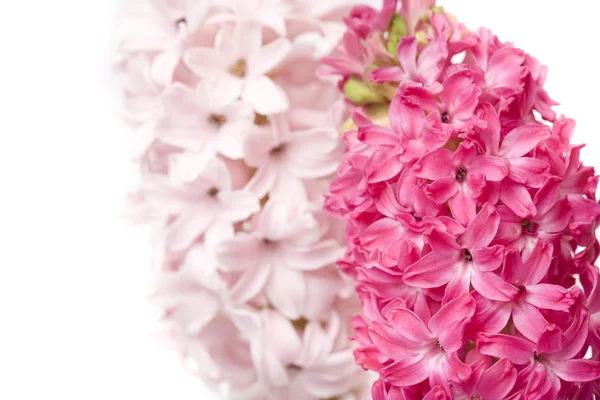 Linda flor de primavera — Fotografia de Stock