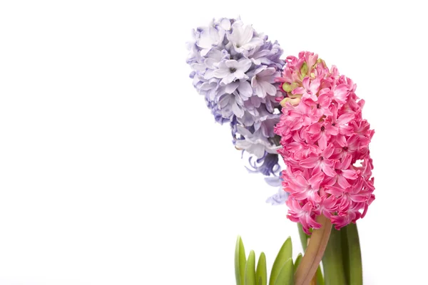 Linda flor de primavera — Fotografia de Stock