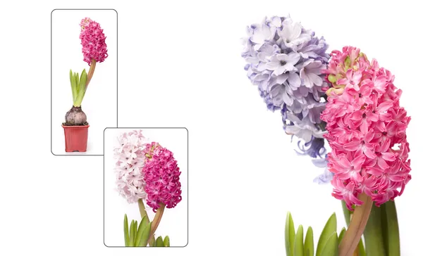 Hermosa flor de primavera —  Fotos de Stock