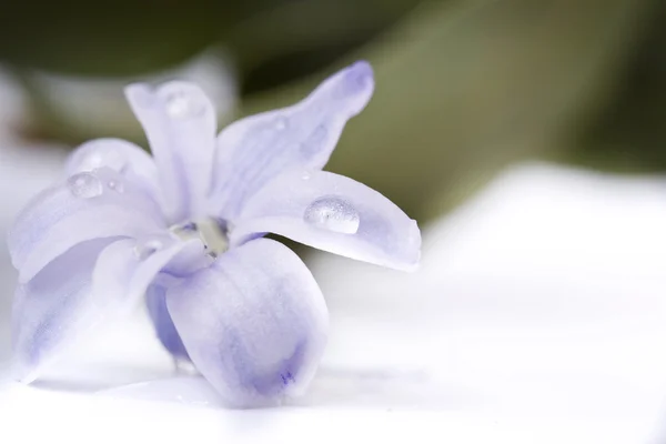 Hyacint op witte achtergrond — Stockfoto