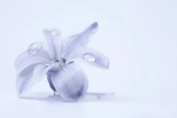 Hyacinth em fundo azul — Fotografia de Stock