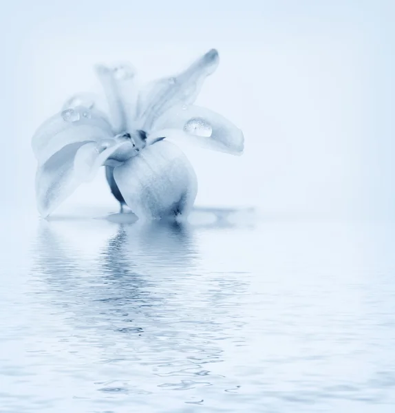 Bela flor refletida na água — Fotografia de Stock