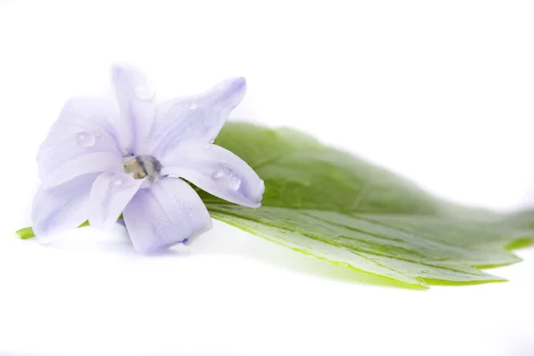 Hyacint på vit bakgrund — Stockfoto