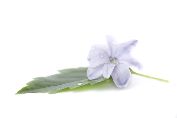 Hyacinth na bílém pozadí — Stock fotografie