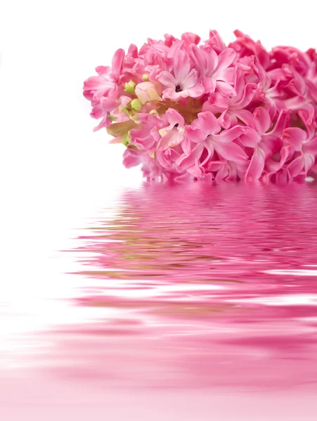 Красивый цветок отражается в воде — стоковое фото