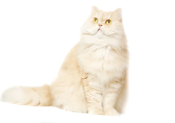 Beyaz arka planda kırmızı kedi — Stok fotoğraf