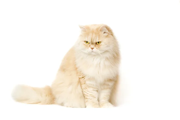 Červená kočka na bílém pozadí — Stock fotografie