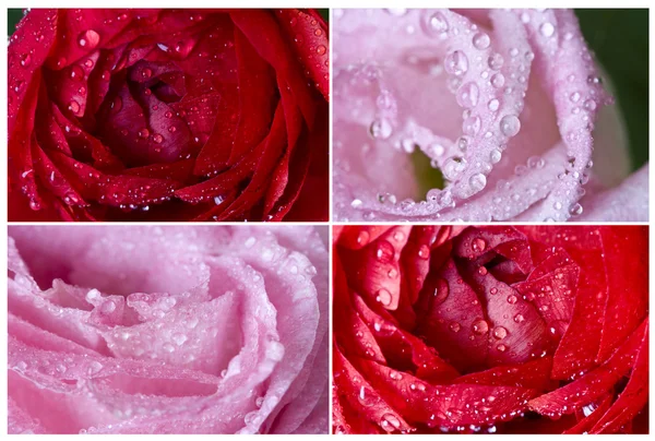 Samling av rosa blommor — Stockfoto