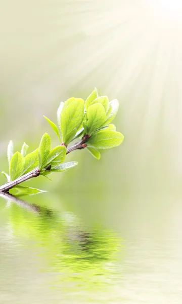Solen strålar och gröna blad — Stockfoto