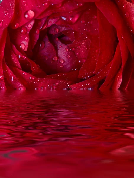 Закрыть красную розу — стоковое фото