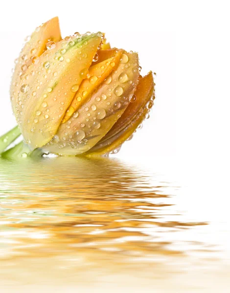 Тюльпан с капельками воды — стоковое фото