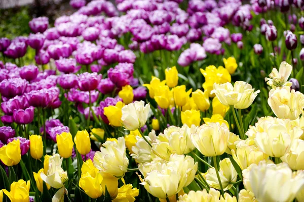 Muchos tulipanes en el jardín — Foto de Stock