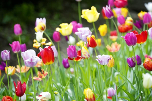 Muitas tulipas no jardim — Fotografia de Stock