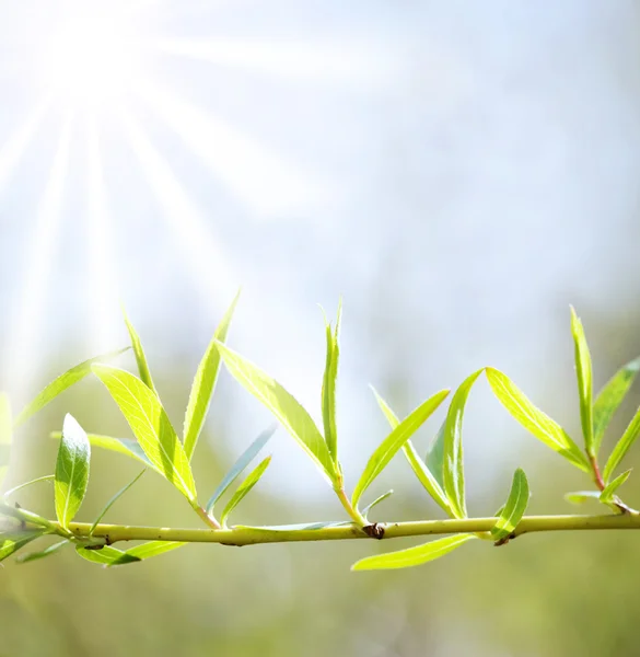 Güneş ışınları ve yeşil yaprak — Stok fotoğraf