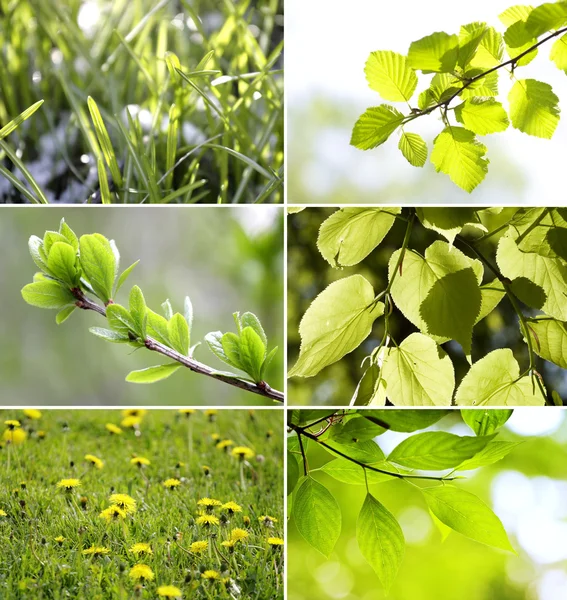 Hermosas hojas verdes Colección —  Fotos de Stock