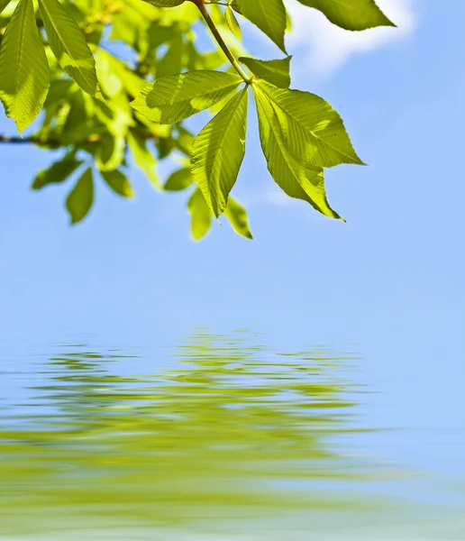 Liście zielone, odbicia w wodzie — Zdjęcie stockowe