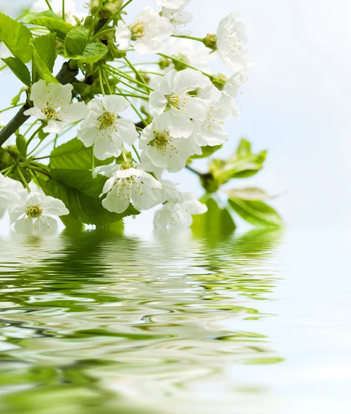 Blossoming branch of an cherry-tree — Stock Photo, Image