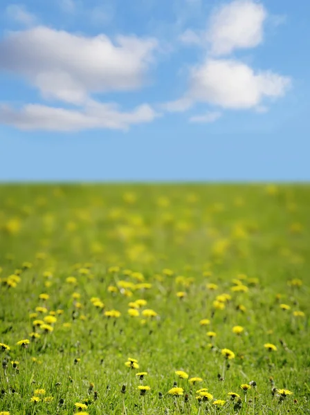Весенние поля — стоковое фото