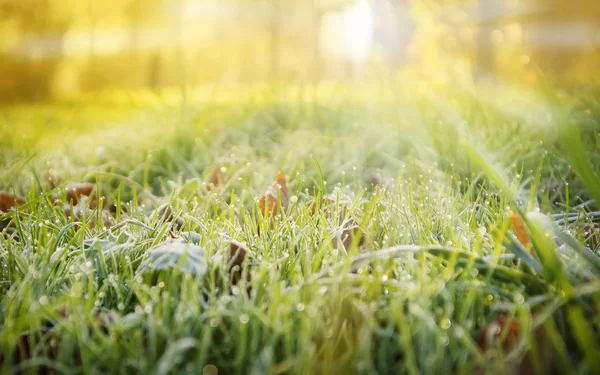 Pôr do sol de grama verde — Fotografia de Stock