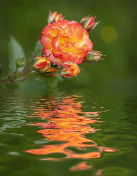 Роза с отражением в воде
