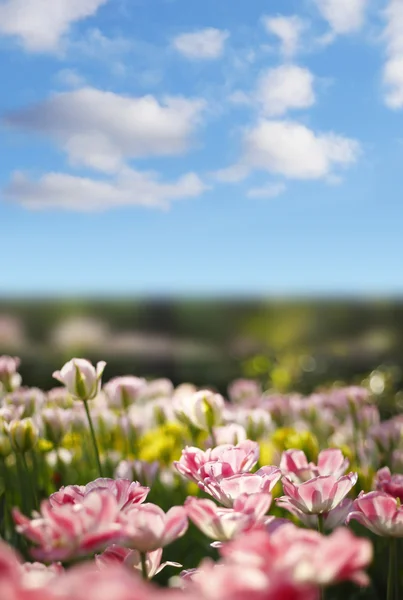 Zielona trawa i kwiaty — Zdjęcie stockowe