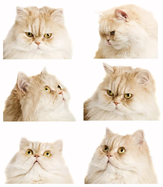 Koleksiyon zencefil kedi — Stok fotoğraf