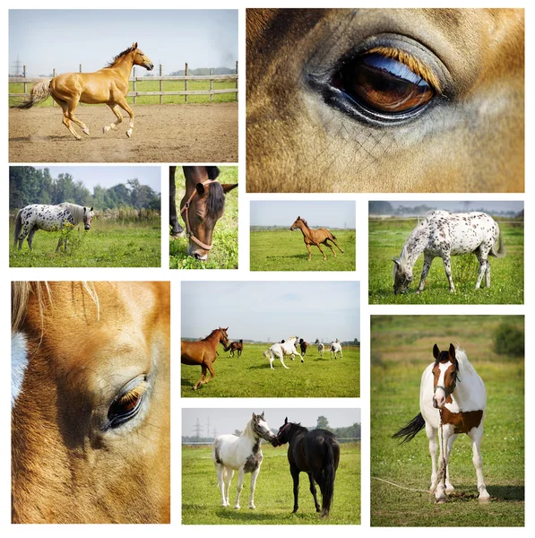 Collectie paarden — Stockfoto