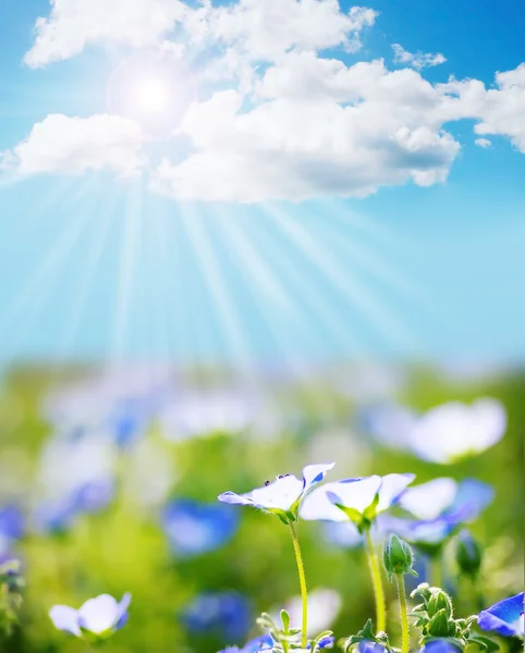 Fältet för geranium och perfekt sky — Stockfoto