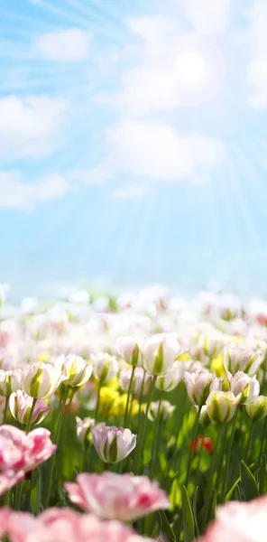 Groen gras en bloemen — Stockfoto
