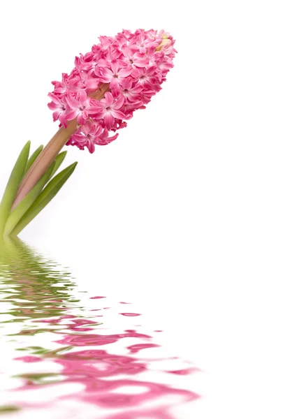 Flowers and reflection over white — Stock Photo, Image