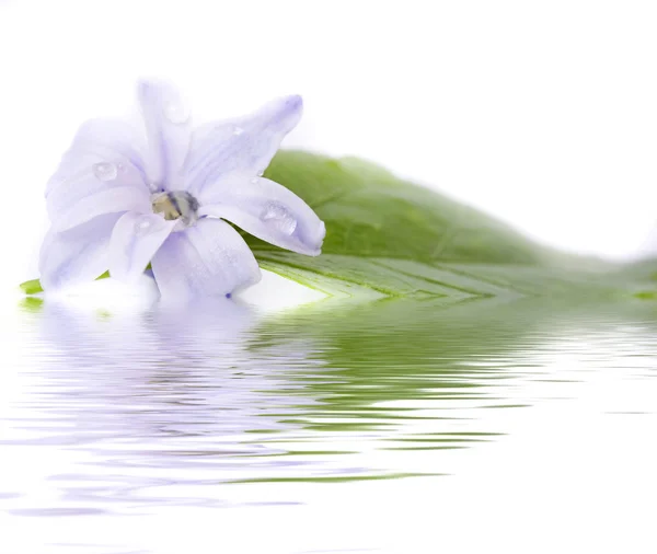 Blommor och reflektion över vita — Stockfoto