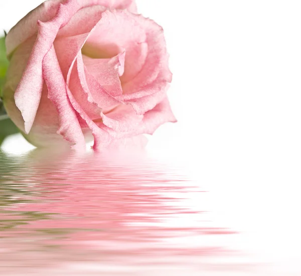 Flowers and reflection over white — Stock Photo, Image