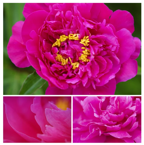 Kolekce růžových květů — Stock fotografie