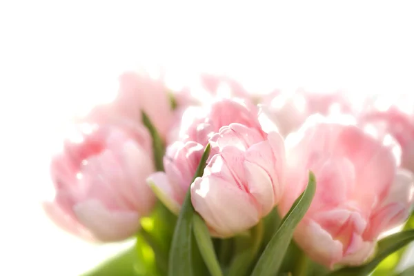 Много розовых тюльпанов — стоковое фото