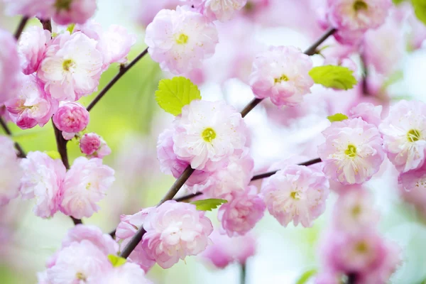 Flores de cereja de primavera — Fotografia de Stock
