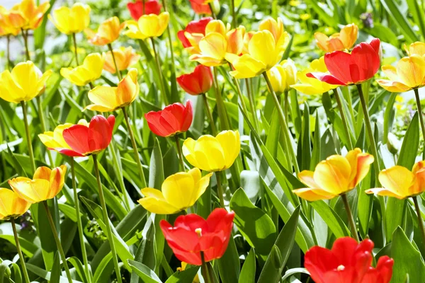 Muitas tulipas no jardim — Fotografia de Stock
