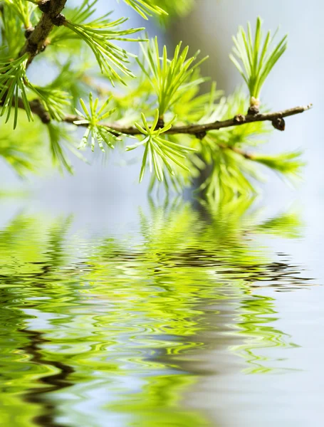 Зеленые листья, неглубокий фокус — стоковое фото