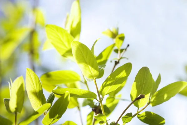 Liście zielone, płytkiej ostrości — Zdjęcie stockowe