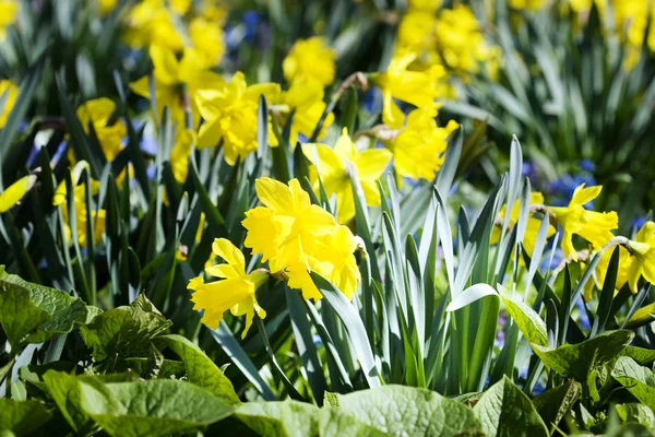Daffodils na grama verde — Fotografia de Stock