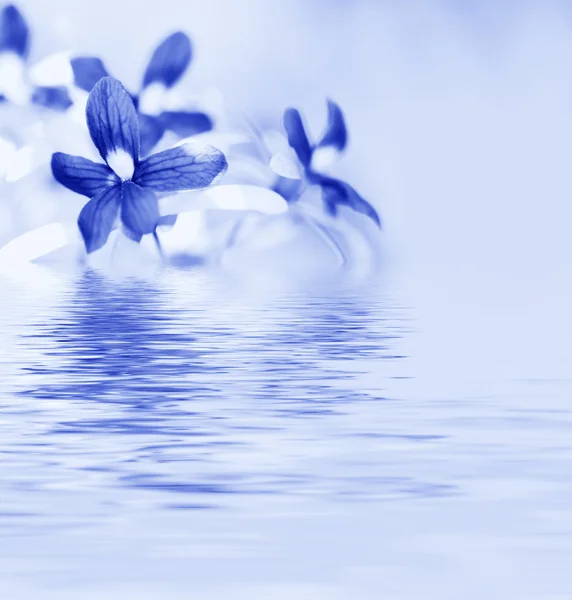 Orquídea azul refletida na água — Fotografia de Stock
