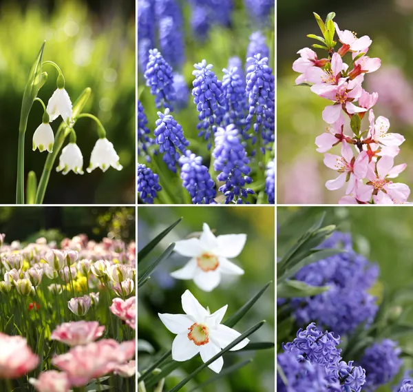 Kolekcja wiosna kwiatów — Zdjęcie stockowe