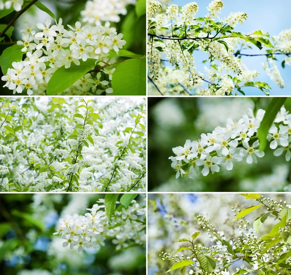 Blossoming bird cherry collection — Stock Photo, Image